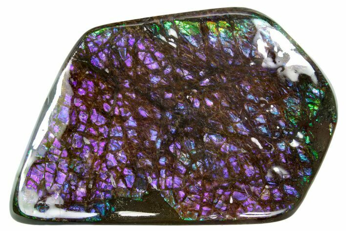 Iridescent Ammolite (Fossil Ammonite Shell) - Rare Purples #336309